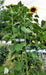 - BoxGardenSeedsLLC - Mammoth Grey Stripe, Sunflower, - Culinary/Medicinal Herbs - Seeds