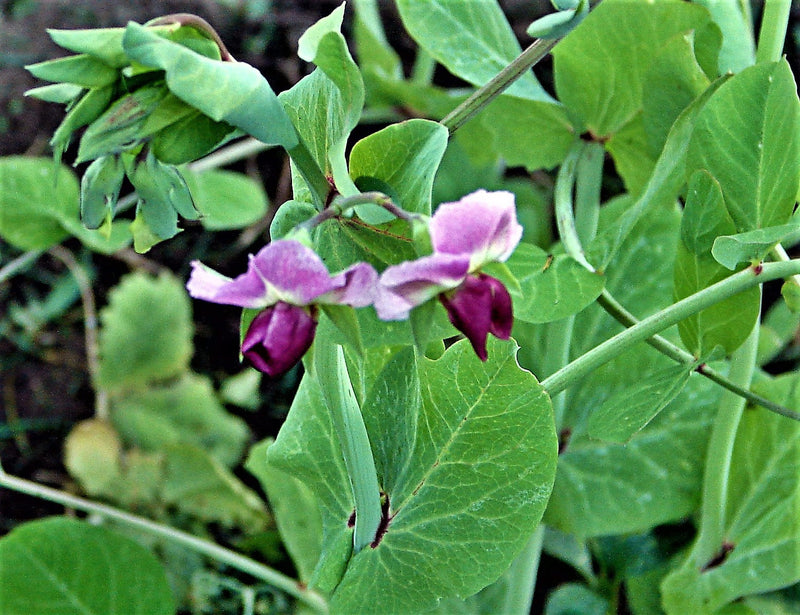 Alaska, Pea - BoxGardenSeedsLLC - Peas - Seeds - USA Seller, Thank you for shopping here today, Naturally Grown GMO Free Seeds, Heirloom Open Pollinated Seeds, Fresh Top Quality Premium Seeds
