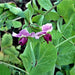 Alaska, Pea, - BoxGardenSeedsLLC -Abundant Stock SALE - Seeds