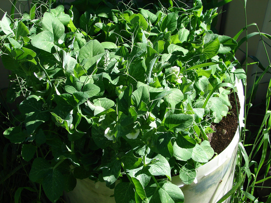 Alaska, Pea, -- BoxGardenSeedsLLC -Abundant Stock SALE - Seeds