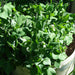 Alaska, Pea, - BoxGardenSeedsLLC -Abundant Stock SALE - Seeds