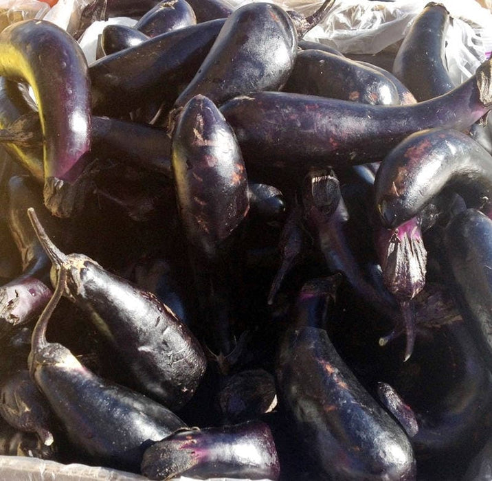 Florida Market, Eggplant, -- BoxGardenSeedsLLC -Peppers,Eggplants - Seeds