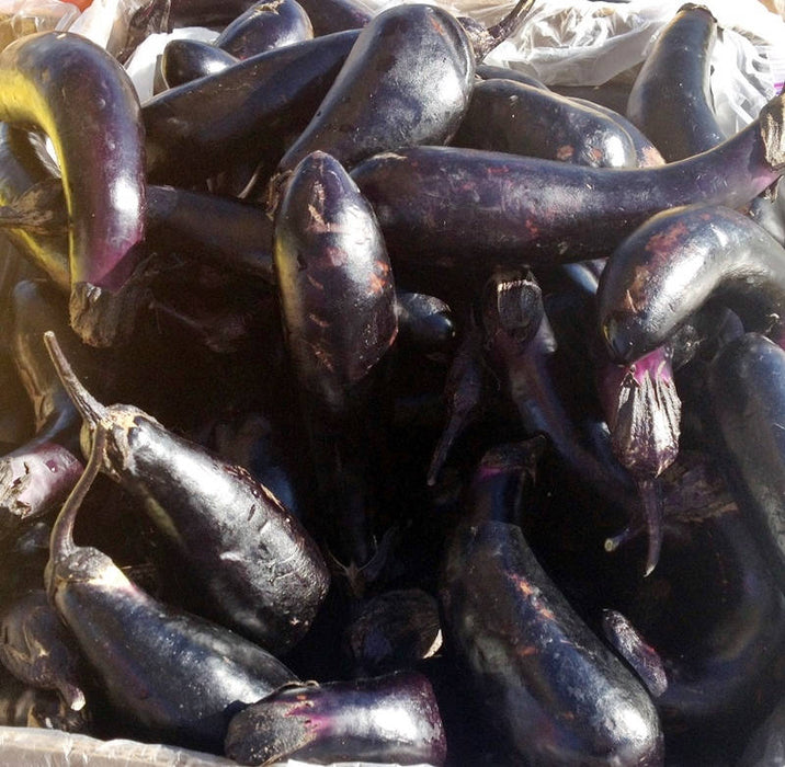 Black Beauty, Eggplant, -- BoxGardenSeedsLLC -Peppers,Eggplants - Seeds