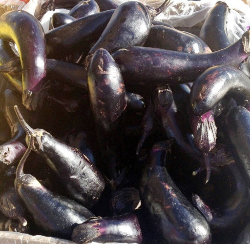 - BoxGardenSeedsLLC - Eggplant, Florida Market, - Peppers,Eggplants - Seeds