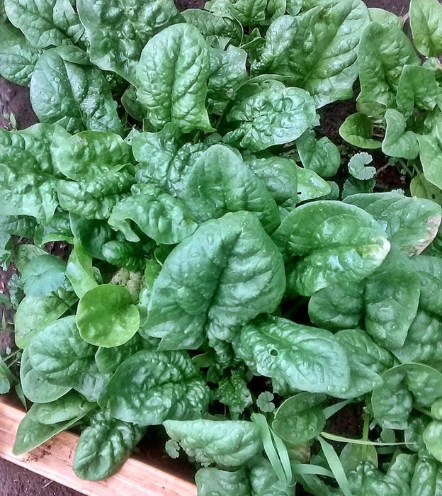 Bloomsdale Long Standing, Spinach, -- BoxGardenSeedsLLC -Gourmet/Native Greens - Seeds