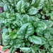 Bloomsdale Long Standing, Spinach, - BoxGardenSeedsLLC -Gourmet/Native Greens - Seeds