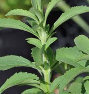 Stevia Sweet-leaf, Culinary & Medicinal Herbs - BoxGardenSeedsLLC - Culinary/Medicinal Herbs - Seeds - USA Seller, Thank you for shopping here today, Naturally Grown GMO Free Seeds, Heirloom Open Pollinated Seeds, Fresh Top Quality Premium Seeds