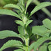 Stevia Sweet-leaf, Culinary & Medicinal Herbs, - BoxGardenSeedsLLC -Culinary/Medicinal Herbs - Seeds