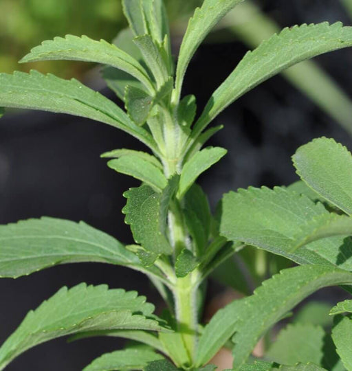 Stevia Sweet-leaf, Culinary & Medicinal Herbs, -- BoxGardenSeedsLLC -Culinary/Medicinal Herbs - Seeds