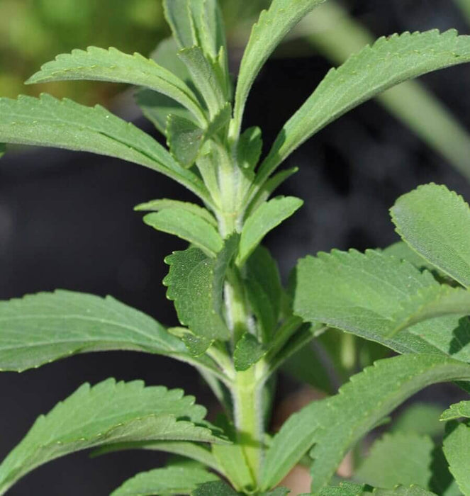 Stevia Sweet-leaf, Culinary & Medicinal Herbs, - BoxGardenSeedsLLC -Culinary/Medicinal Herbs - Seeds