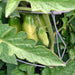 San Marzano Paste, Tomato, - BoxGardenSeedsLLC -Abundant Stock SALE - Seeds