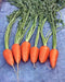 - BoxGardenSeedsLLC - Red Cored Chantenay, Carrot, - Carrots - Seeds