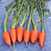 Red Cored Chantenay, Carrot, - BoxGardenSeedsLLC -Carrots - Seeds