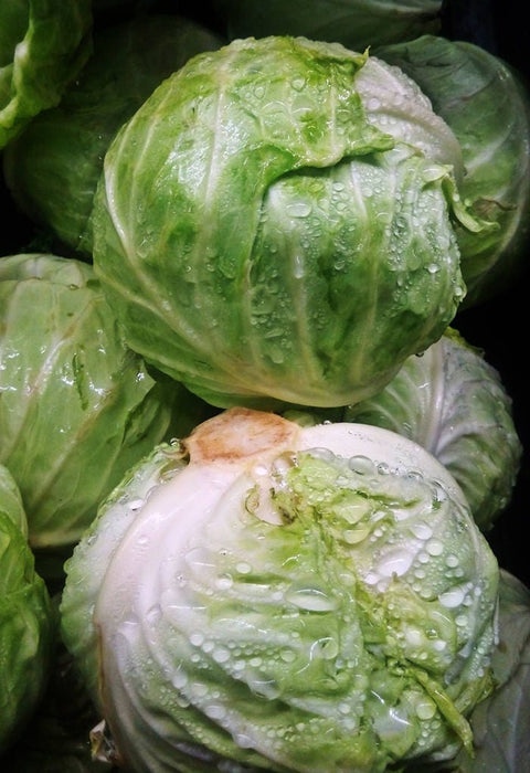 - BoxGardenSeedsLLC - Early Golden Acre, Cabbage, - Cabbage, Kale - Seeds