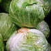 Early Golden Acre, Cabbage, - BoxGardenSeedsLLC -Cabbage, Kale - Seeds