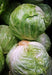 Early Golden Acre, Cabbage, -- BoxGardenSeedsLLC -Cabbage, Kale - Seeds