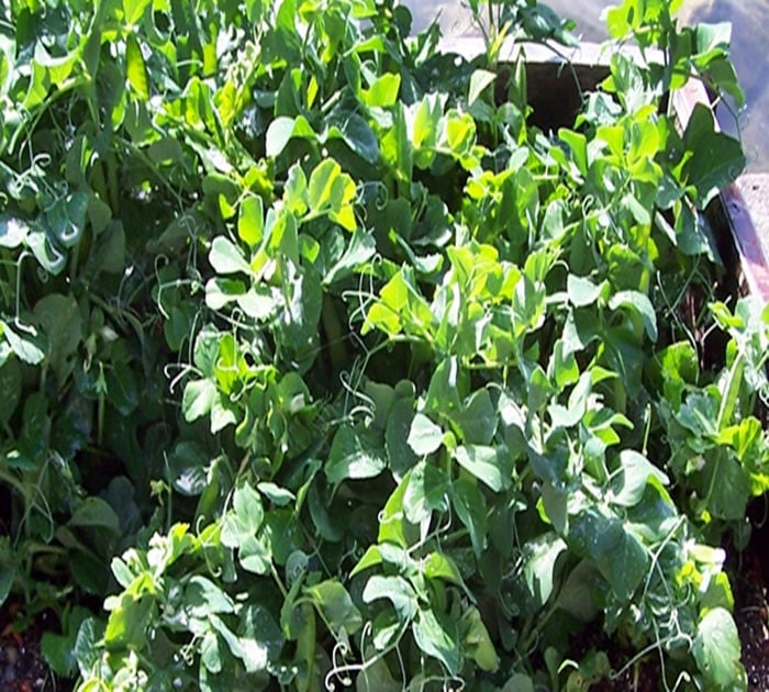 - BoxGardenSeedsLLC - Tom Thumb Pea Seeds, Non-GMO - Peas - Seeds