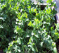- BoxGardenSeedsLLC - Tom Thumb Pea Seeds, Non-GMO - Peas - Seeds