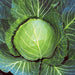 Brunswick, Cabbage, - BoxGardenSeedsLLC -Cabbage, Kale - Seeds