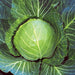 Brunswick, Cabbage, - BoxGardenSeedsLLC -Cabbage, Kale - Seeds