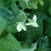 Alaska, Pea, - BoxGardenSeedsLLC -Abundant Stock SALE - Seeds