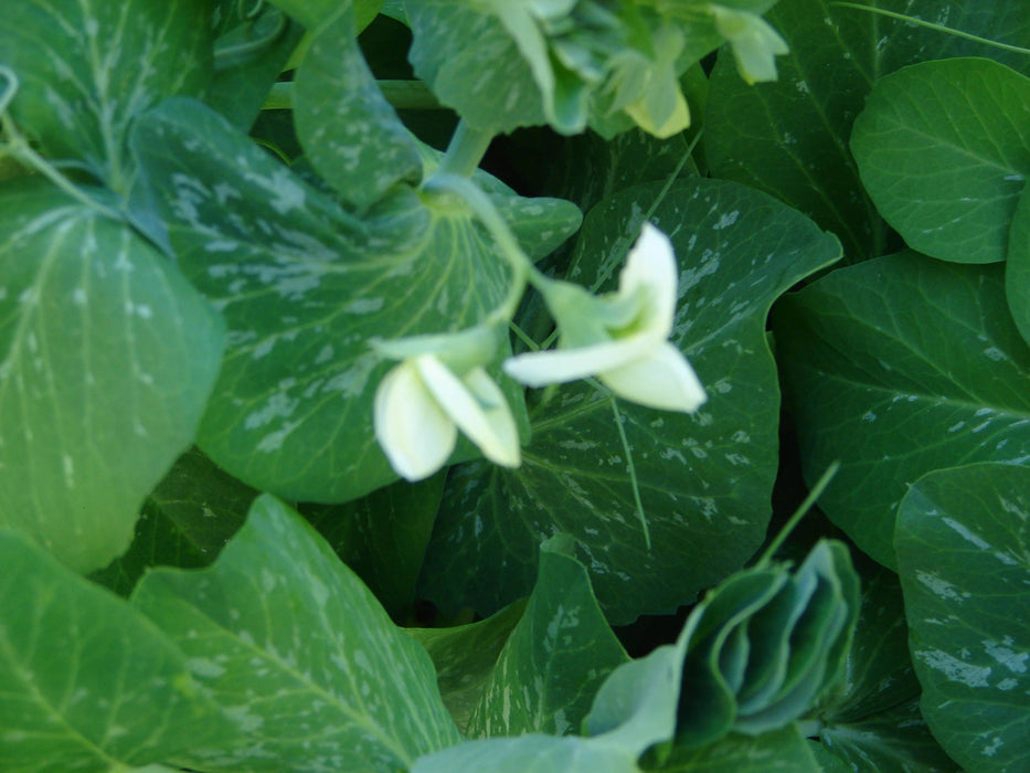 Alaska, Pea, - BoxGardenSeedsLLC -Abundant Stock SALE - Seeds