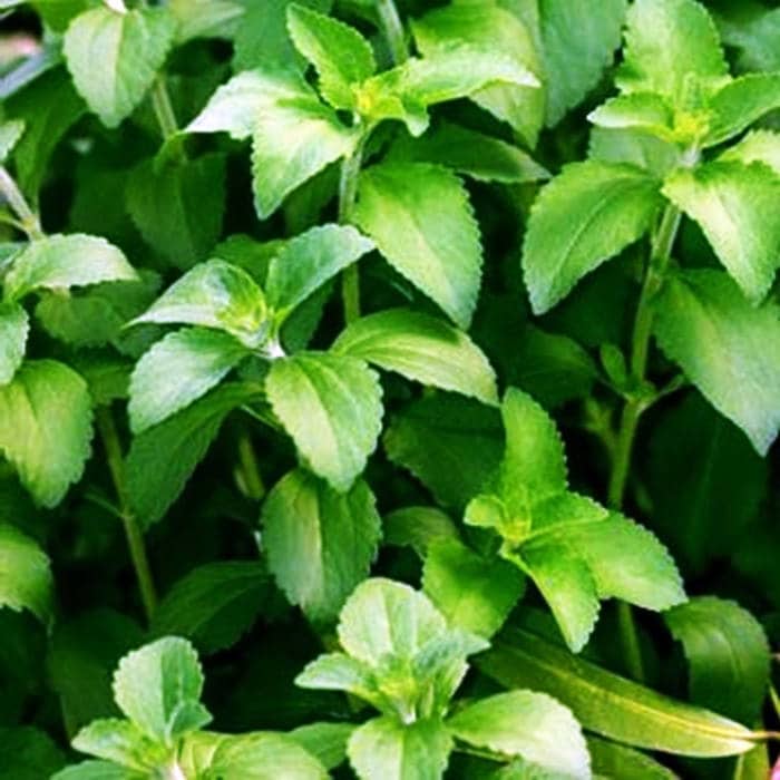 - BoxGardenSeedsLLC - Stevia, Sweet-leaf Herb, - Culinary/Medicinal Herbs - Seeds