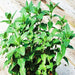 Stevia Sweet-leaf, Culinary & Medicinal Herbs, - BoxGardenSeedsLLC -Culinary/Medicinal Herbs - Seeds