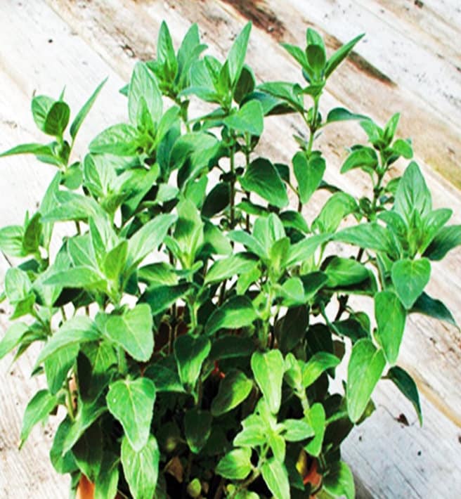 Stevia