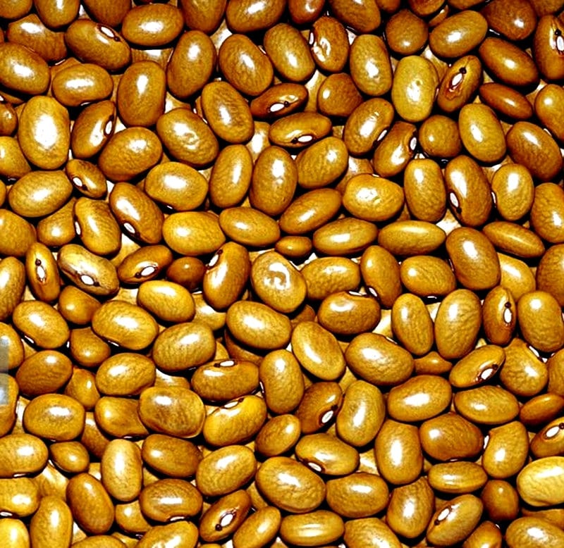 Yellow Indian Woman, Dry Bush Bean - BoxGardenSeedsLLC - Beans / Dry Beans - Seeds - USA Seller, Thank you for shopping here today, Naturally Grown GMO Free Seeds, Heirloom Open Pollinated Seeds, Fresh Top Quality Premium Seeds