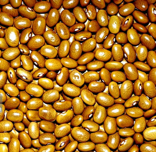 Yellow Indian Woman, Dry Bush Bean, -- BoxGardenSeedsLLC -Beans / Dry Beans - Seeds