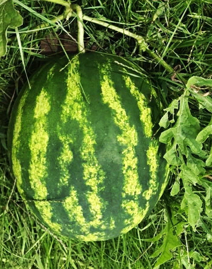 Striped Klondike Blue Ribbon, Watermelon - BoxGardenSeedsLLC - Melons, Cantaloupe - Seeds - USA Seller, Thank you for shopping here today, Naturally Grown GMO Free Seeds, Heirloom Open Pollinated Seeds, Fresh Top Quality Premium Seeds