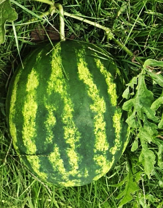 - BoxGardenSeedsLLC - Striped Klondike Blue Ribbon, Watermelon, - Melons, Cantaloupe - Seeds
