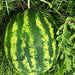 Striped Klondike Blue Ribbon, Watermelon, - BoxGardenSeedsLLC -Melons, Cantaloupe - Seeds