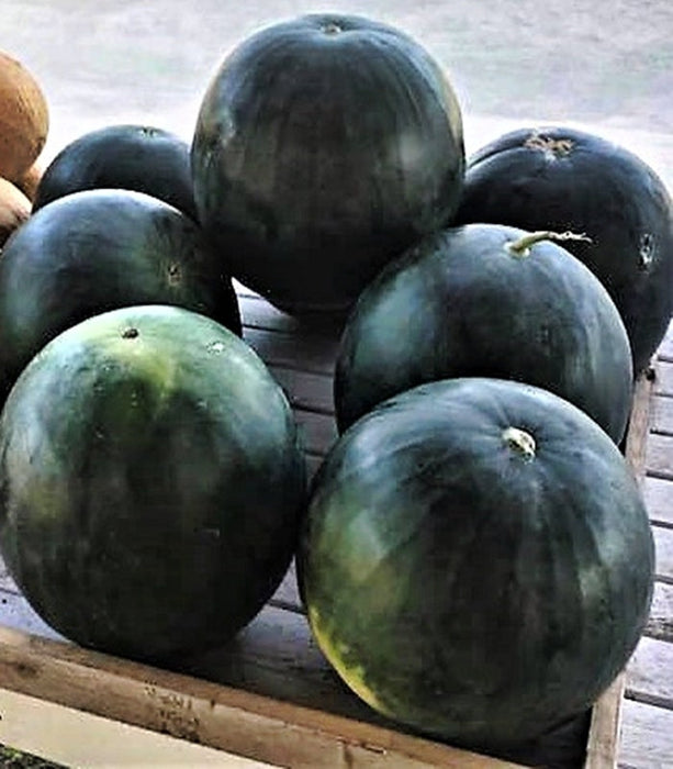 Sugar Baby, Watermelon, - BoxGardenSeedsLLC -Melons, Cantaloupe - Seeds