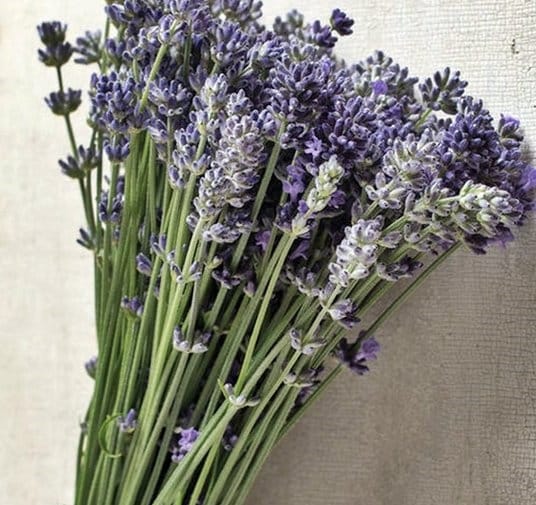 - BoxGardenSeedsLLC - Lavender Munstead (English Lavender), Culinary & Medicinal Herbs, - Culinary/Medicinal Herbs - Seeds