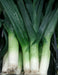 Carentan, Leek - BoxGardenSeedsLLC - Onions,Leeks - Seeds - USA Seller, Thank you for shopping here today, Naturally Grown GMO Free Seeds, Heirloom Open Pollinated Seeds, Fresh Top Quality Premium Seeds