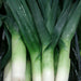 Large American Flag, Leek, - BoxGardenSeedsLLC -Onions,Leeks - Seeds