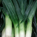 Carentan, Leek, - BoxGardenSeedsLLC -Onions,Leeks - Seeds