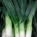 Large American Flag, Leek, - BoxGardenSeedsLLC -Onions,Leeks - Seeds