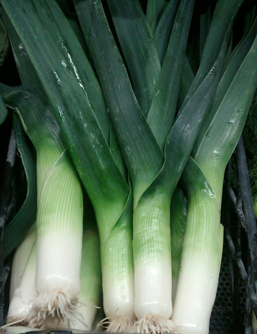 Large American Flag, Leek - BoxGardenSeedsLLC -Onions,Leeks - Seeds