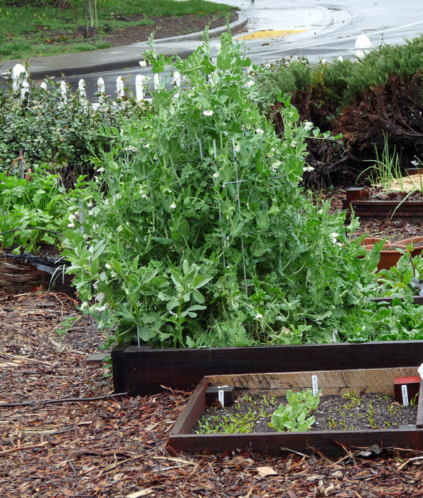 Sugar Ann, Snap Peas, -- BoxGardenSeedsLLC -Peas - Seeds