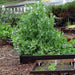 Super Sugar, Snap Peas, - BoxGardenSeedsLLC -Peas - Seeds