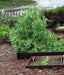 Super Sugar, Snap Peas, -- BoxGardenSeedsLLC -Peas - Seeds