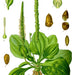 Plantain, Culinary & Medicinal Herbs, - BoxGardenSeedsLLC -Culinary/Medicinal Herbs - Seeds