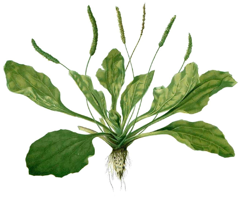 Plantain, Culinary & Medicinal Herbs - BoxGardenSeedsLLC - Culinary/Medicinal Herbs - Seeds - USA Seller, Thank you for shopping here today, Naturally Grown GMO Free Seeds, Heirloom Open Pollinated Seeds, Fresh Top Quality Premium Seeds