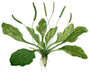 - BoxGardenSeedsLLC - Plantain, Culinary & Medicinal Herbs, - Culinary/Medicinal Herbs - Seeds