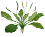 Plantain, Culinary & Medicinal Herbs, -- BoxGardenSeedsLLC -Culinary/Medicinal Herbs - Seeds