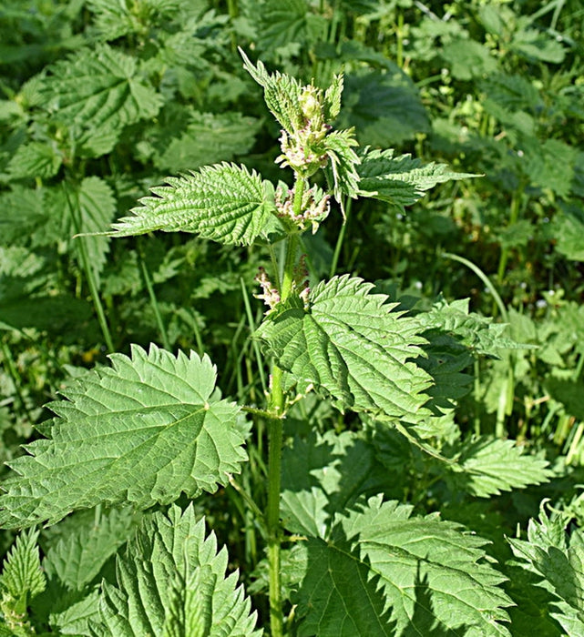 - BoxGardenSeedsLLC - Stinging Nettle, Culinary & Medicinal Herbs - Culinary/Medicinal Herbs - Seeds