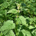 Stinging Nettle, Culinary & Medicinal Herbs, - BoxGardenSeedsLLC -Abundant Stock SALE - Seeds